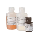 27358. KIT DE BUFFER DE TINCION DE FACTOR DE TRANSCRIPCION/FOXP3 INVITROGEN