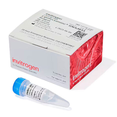 31028. REACTIVO P/TRANSFECCION LIPOFECTAMINE RNAIMAX 0.3ML INVITROGEN