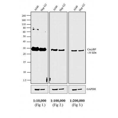 52920. GOAT ANTI-RABBIT IGG (H&L) SECONDARY ANTIBODY HRP 2ML - PIERCE