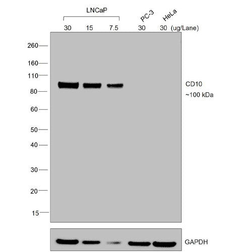 31067. CHICKEN ANTI-GOAT IGG (H+L) SECONDARY ANTIBODY BIOTIN 1MG INVITROGEN