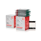 27360. GEL DE AGAROSA E-GEL C/SYBR SAFE DNA GEL STAIN 2% 2 X 10 GELES INVITROGEN