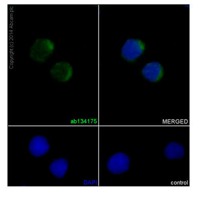 29912. RECOMBINANT ANTI-CYCLIN D1 ANTIBODY (EPR2241)- C-TERMINAL 100UL ABCAM