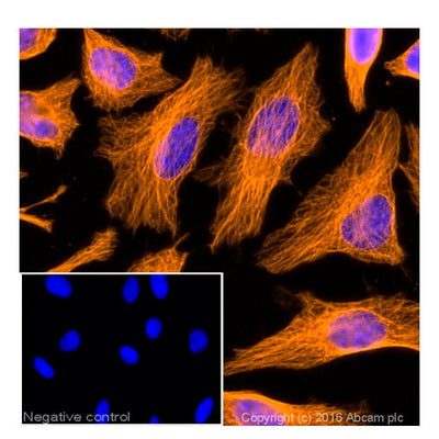 29883. DONKEY POLYCLONAL SECONDARY ANTIBODY TO GOAT IGG-H&L (ALEXA FLUOR 594) 500UG ABCAM