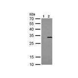 28026. ANTI-STREP-TAG II ANTIBODY (GT661) 100UL ABCAM