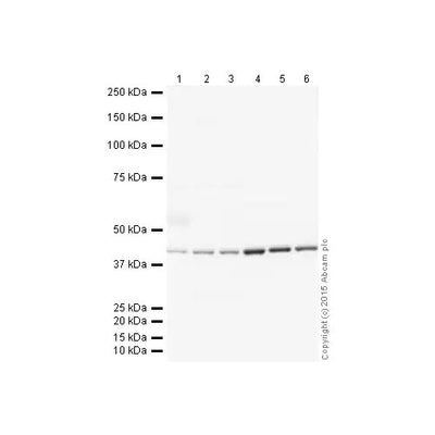 29875. DONKEY ANTI-GOAT IGG H&L (HRP) 500UG ABCAM