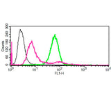 27929. LYSOSOMAL INTRACELLULAR ACTIVITY ASSAY KIT 50 TESTS ABCAM