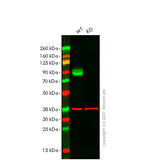 29495. RECOMBINANT ANTI-CD68 ANTIBODY (EPR23917-164) 100UL ABCAM