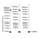 29498. RECOMBINANT ANTI-ENOS ANTIBODY (EPR26335-79) 100UL ABCAM