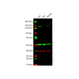 29505. RECOMBINANT ANTI-C-KIT ANTIBODY (YR145) 100UL ABCAM