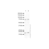 29892. ANTI-HISTONE H3 (CITRULLINE R2 + R8 + R17) ANTIBODY 100UG ABCAM