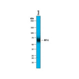 31352. HUMAN B7-1/CD80 ANTIBODY 100UG R&D SYSTEMS