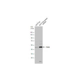 51163. HUMAN PAX2 ANTIBODY 100UG - R&D SYSTEMS