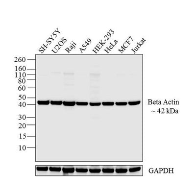 31055. BETA ACTIN MONOCLONAL ANTIBODY (AC-15) 100UG INVITROGEN