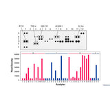 50434. PROTEOME PROFILER HUMAN PHOSPHO-RTK ARRAY KIT - R&D SYSTEMS