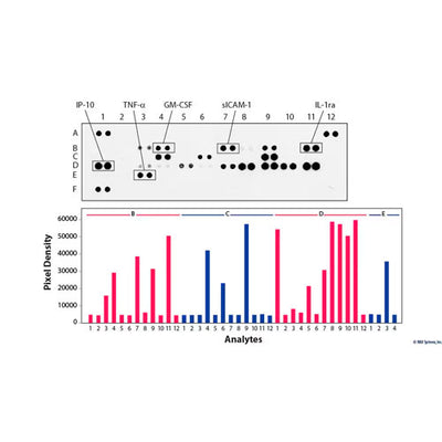 50434. PROTEOME PROFILER HUMAN PHOSPHO-RTK ARRAY KIT - R&D SYSTEMS
