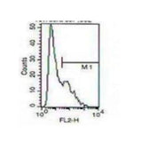 28181. IGSF6/DORA ANTIBODY (104A10.01) 0.1MG NOVUS BIOLOGICALS