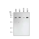 29999. GOAT ANTI-RABBIT IGG HRP AFFINITY 1ML R&D SYSTEMS