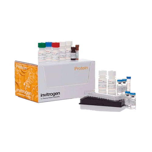 55462. CYTOKINE 10-PLEX HUMAN PANEL 100 TESTS INVITROGEN