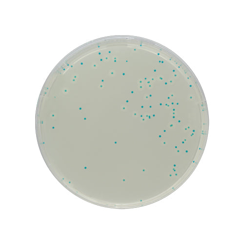 54267. CHROMAGAR LISTERIA 5000ML CHROMAGAR