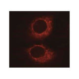 29556. SERCA2 ATPASE ANTIBODY (2A7-A1) 100UL NOVUS BIOLOGICALS