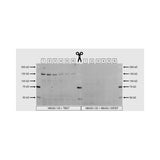 29539. CHREBP ANTIBODY-BSA FREE 0.1ML NOVUS BIOLOGICALS