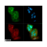 28177. GLUT2 ANTIBODY-BSA FREE 0.1ML NOVUS BIOLOGICALS