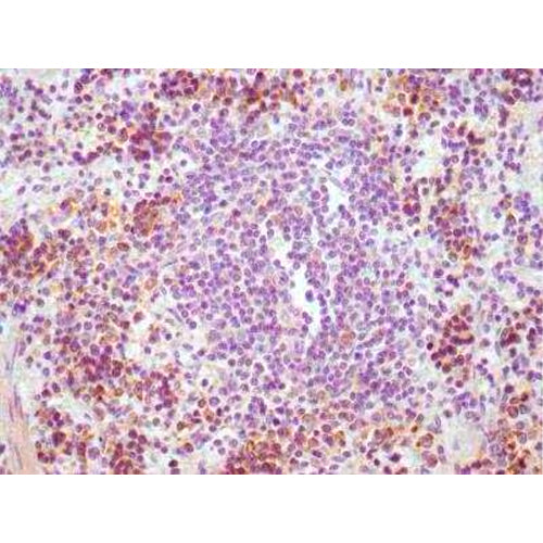 28172. CD8 ANTIBODY (V44P1H9 F11) (BIOTIN) 0.1ML NOVUS BIOLOGICALS