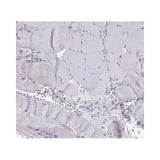 29549. OXYTOCIN/NEUROPHYSIN I ANTIBODY 100UL NOVUS BIOLOGICALS