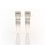 27610. GLUCOGENO GRADO BIOLOGIA MOLECULAR 2 X 0.25ML THERMO SCIENTIFIC
