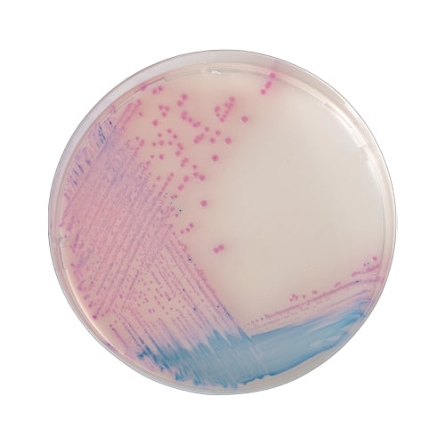 54270. CHROMOAGAR SALMONELLA 5LT CHROMAGAR