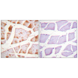 51143. ANTICUERPO ANTI-ACTINA PRODUCIDO EN CONEJO 100UG - SIGMA-ALDRICH