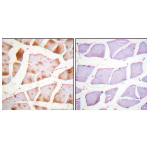 51143. ANTICUERPO ANTI-ACTINA PRODUCIDO EN CONEJO 100UG - SIGMA-ALDRICH
