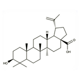 18529. STD BETULINIC ACID 20MG - EXTRASYNTHESE
