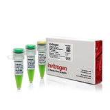 22747. E-GEL 1 KB PLUS EXPRESS DNA LADDER 100 APPLICATIONS INVITROGEN
