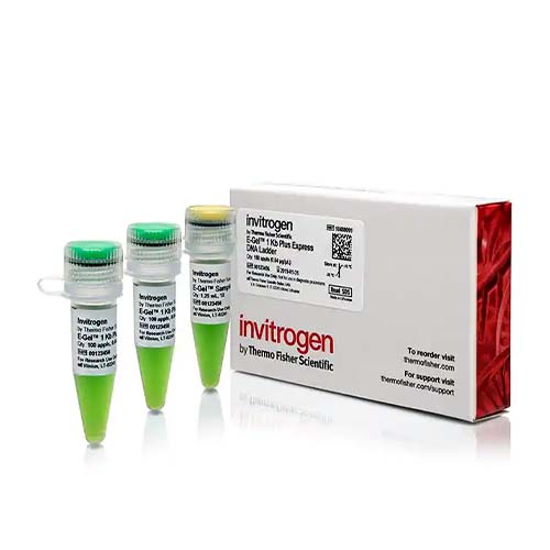 22747. E-GEL 1 KB PLUS EXPRESS DNA LADDER 100 APPLICATIONS INVITROGEN