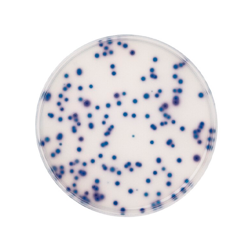 54501. AGAR P/COLIFORMES SEGUN ISO 9308-1 CHROMOCULT 500GR - MERCK