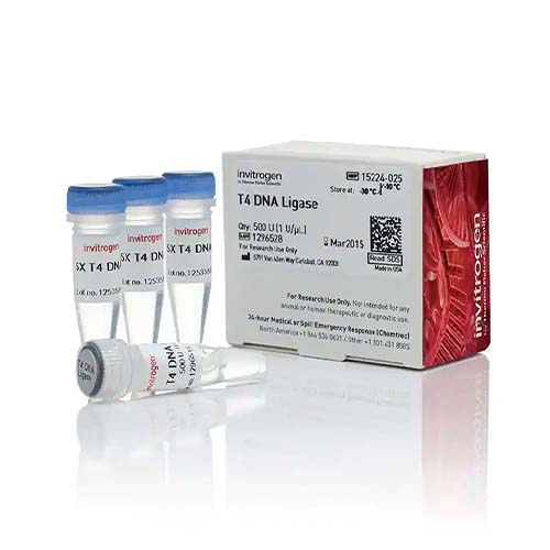 22744. LIGASA DE ADN T4 (1 U/UL) 500 UNIDADES INVITROGEN