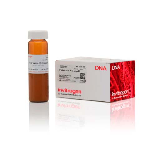 55730. PROTEINASA K RECOMBINANTE 1GR - INVITROGEN