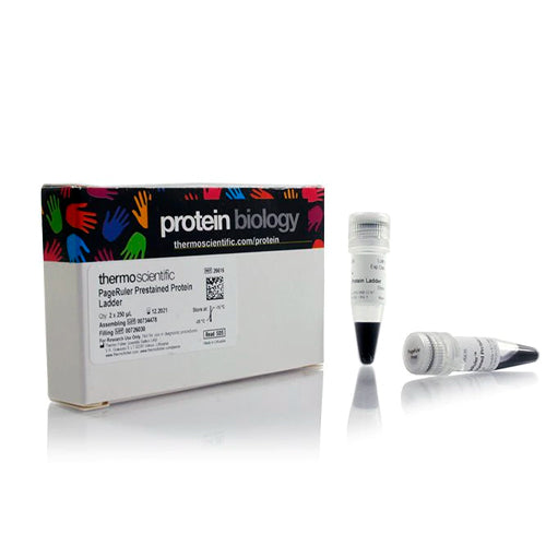 53060. PAGERULER PRESTAINED PROTEIN LADDER 10 TO 180KDA 2X250UL - PIERCE