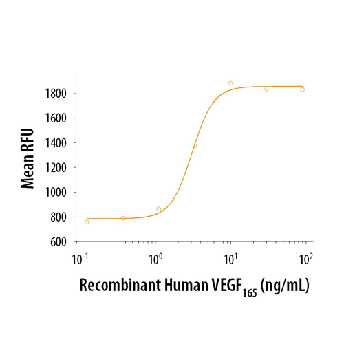 55943. RECOMBINANT HUMAN VEGF 165 PROTEIN 50UG - R&D SYSTEMS