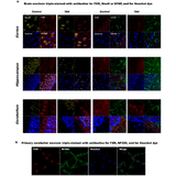 22477. FXR MONOCLONAL ANTIBODY (A9033A) 100UG INVITROGEN