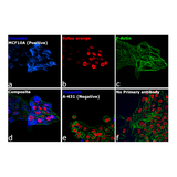 26875. DONKEY ANTI-RABBIT IGG (H+L) HIGHLY CROSS-ADSORBED SECONDARY ANTIBODY ALEXA FLUOR 350, 500UL INVITROGEN