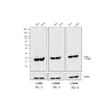 12144. GOAT ANTI-MOUSE IGG (H+L) CROSS-ADSORBED SECONDARY ANTIBODY HRP 1MG - INVITROGEN
