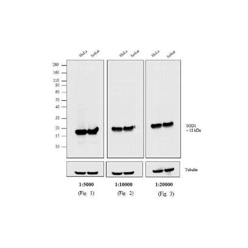 12144. GOAT ANTI-MOUSE IGG (H+L) CROSS-ADSORBED SECONDARY ANTIBODY HRP 1MG - INVITROGEN