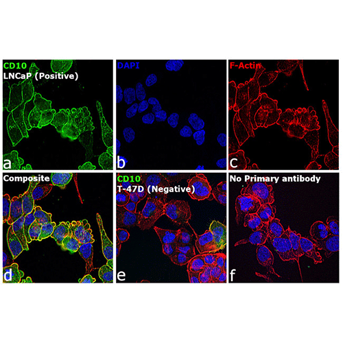 22459. GOAT ANTI-MOUSE IGG2B CROSS-ADSORBED SECONDARY ANTIBODY ALEXA FLUOR 488 500UG INVITROGEN