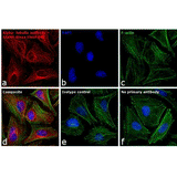 22461. GOAT ANTI-MOUSE IGG (H+L) CROSS-ADSORBED SECONDARY ANTIBODY ALEXA FLUOR 647 1MG INVITROGEN
