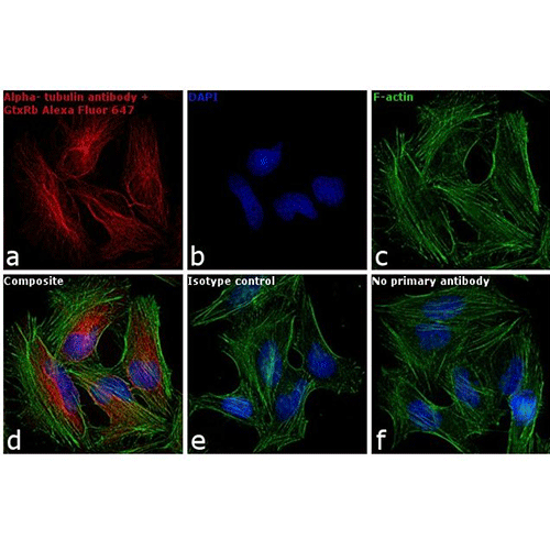 22465. GOAT ANTI-RABBIT IGG (H+L) HIGHLY CROSS-ADSORBED SECONDARY ANTIBODY, ALEXA FLUOR 647 1MG INVITROGEN
