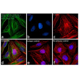 22732. GOAT ANTI-MOUSE IGG (H+L) SUPERCLONAL RECOMBINANT SECONDAY ANTIBODY, ALEXA FLUOR 488 1MG INVITROGEN