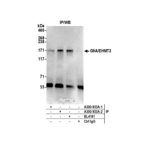 20986. RABBIT ANTI-G9A/EHMT2 ANTIBODY AFFINITY PURIFIED 100UG - BETHYL LABS