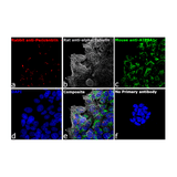 26884. GOAT ANTI-MOUSE IGG (H+L) HIGHLY CROSS-ADSORBED SECONDARY ANTIBODY, ALEXA FLUOR PLUS 647 1MG INVITROGEN